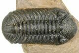 Detailed Phacopid (Morocops) Trilobite - Foum Zguid, Morocco #363134-2
